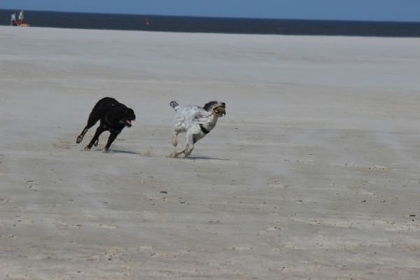 HundestrandSPO130524