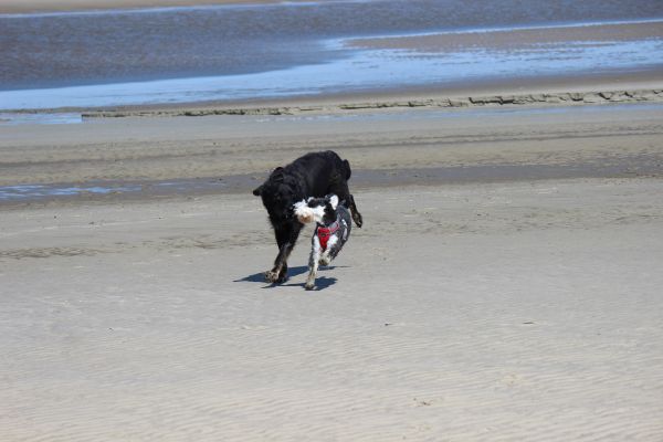 HundestrandSPO130524