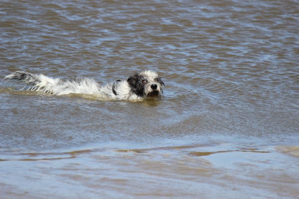 HundestrandSPO130524