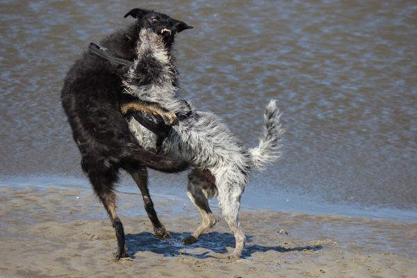 HundestrandSPO130524