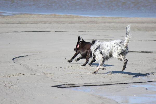 HundestrandSPO130524
