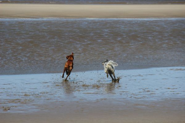 HundestrandSPO130524