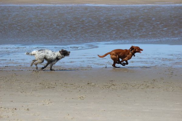 HundestrandSPO130524