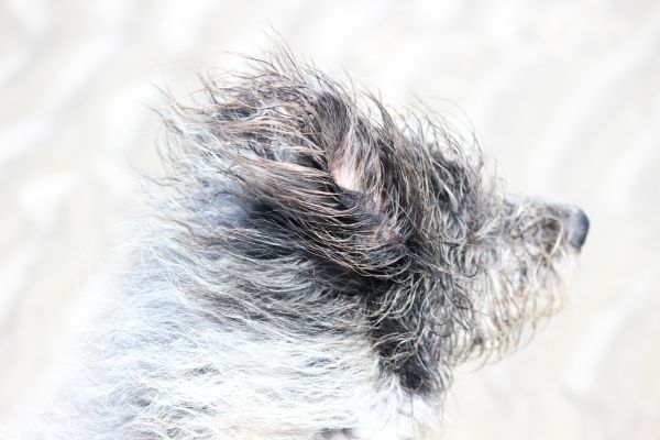 HundestrandSPO130524