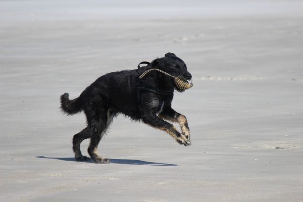 HundestrandSPO130524