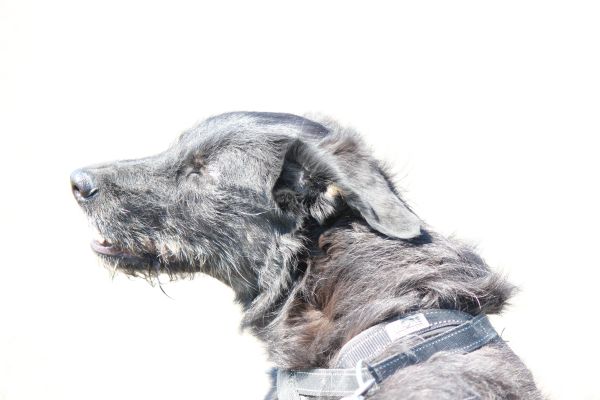 HundestrandSPO130524