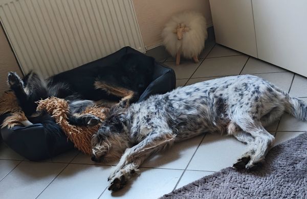 Besuch von Frieda