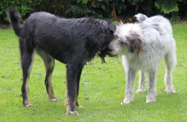 Hannes und Lula