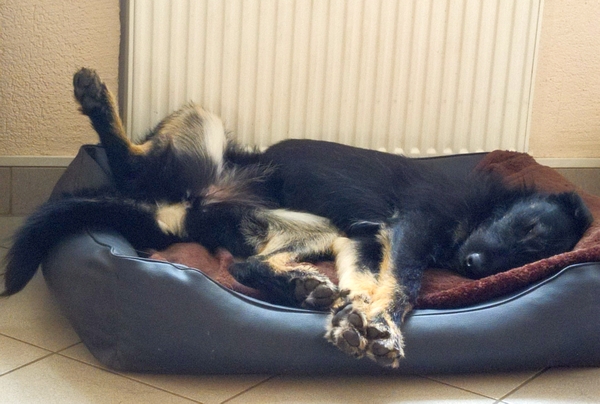 Hannes und Lula