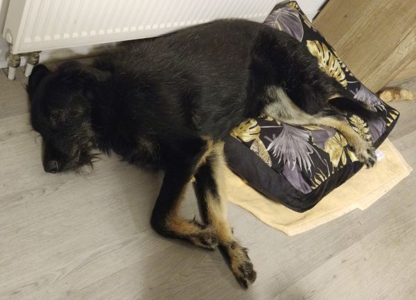 Hannes und Lula