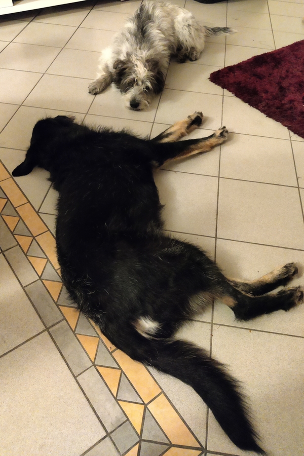 Hannes und Lula