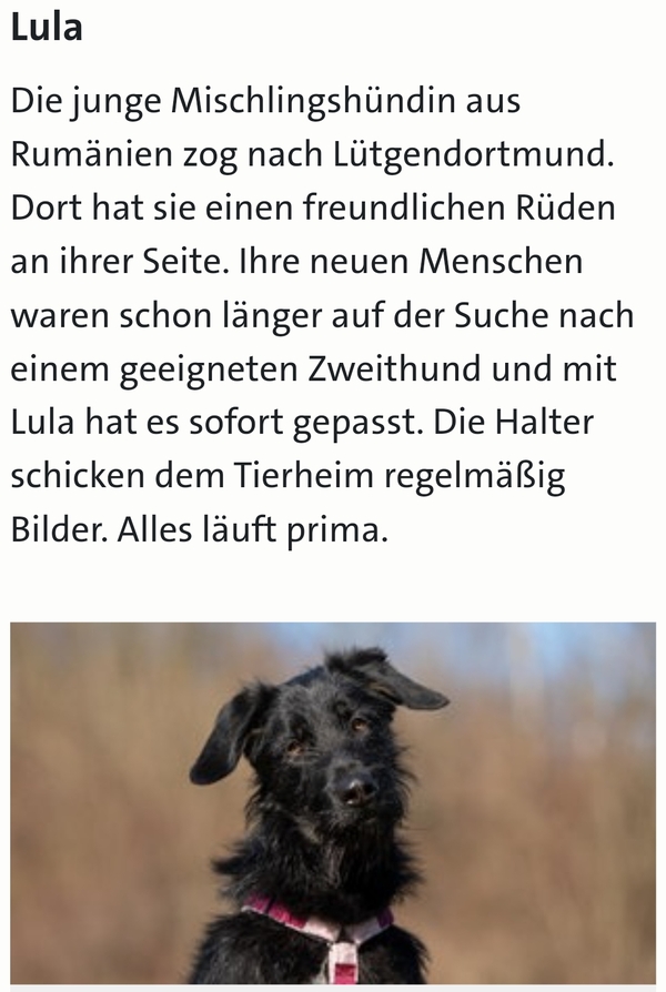 Hannes und Lula - Originalbild von der Seite Tiere suchen ein Zuhause