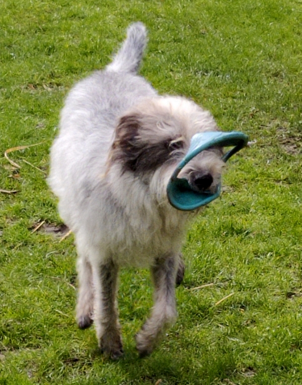 Originalbild von der Seite Brunopet