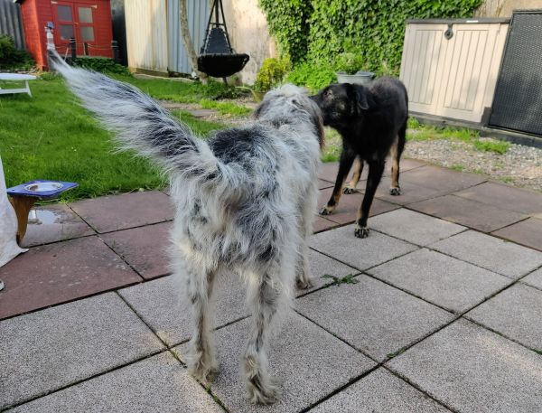 Hannes und Lula