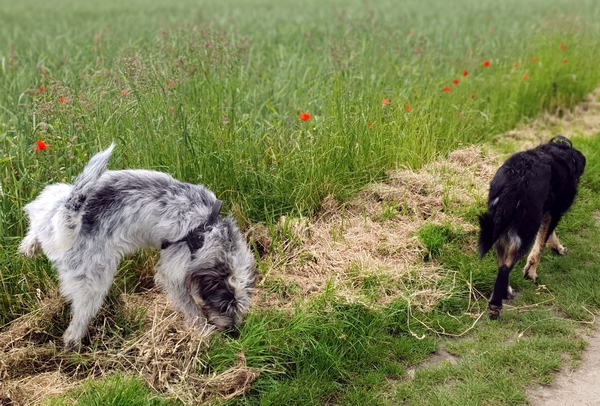 Hannes und Lula
