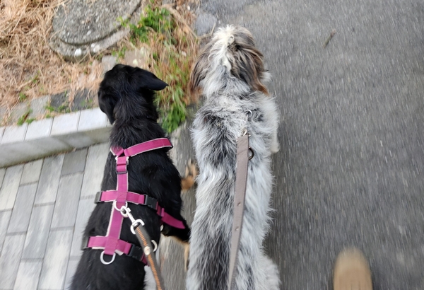 Hannes und Lula