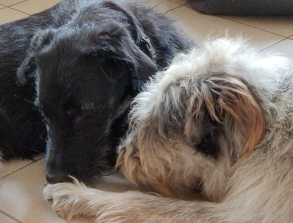 Hannes und Lula