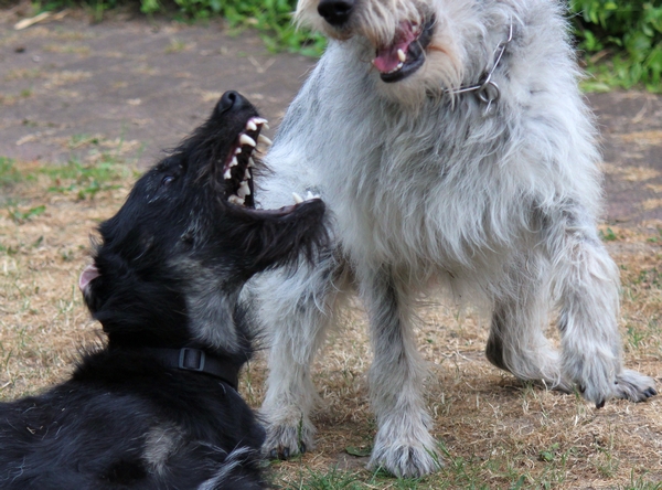 Hannes und Lula