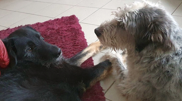 Hannes und Lula
