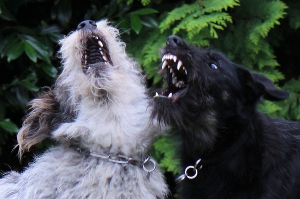 Hannes und Lula