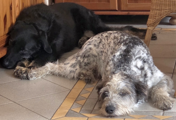 Hannes und Lula