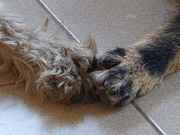 Hannes und Lula