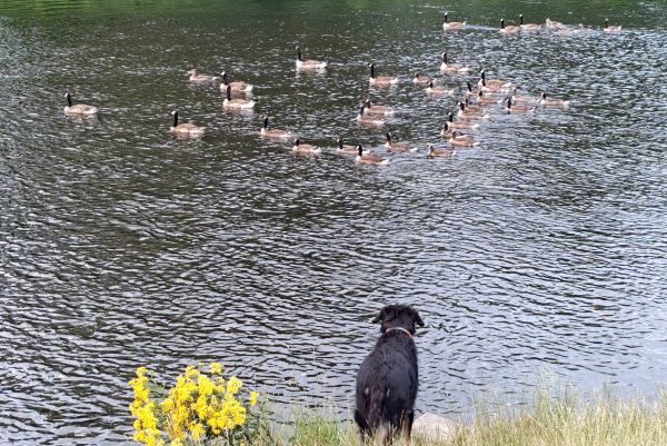 Besuch der Hundewiese