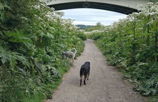 Besuch der Hundewiese