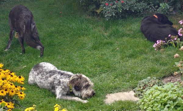 Hannes und Lula