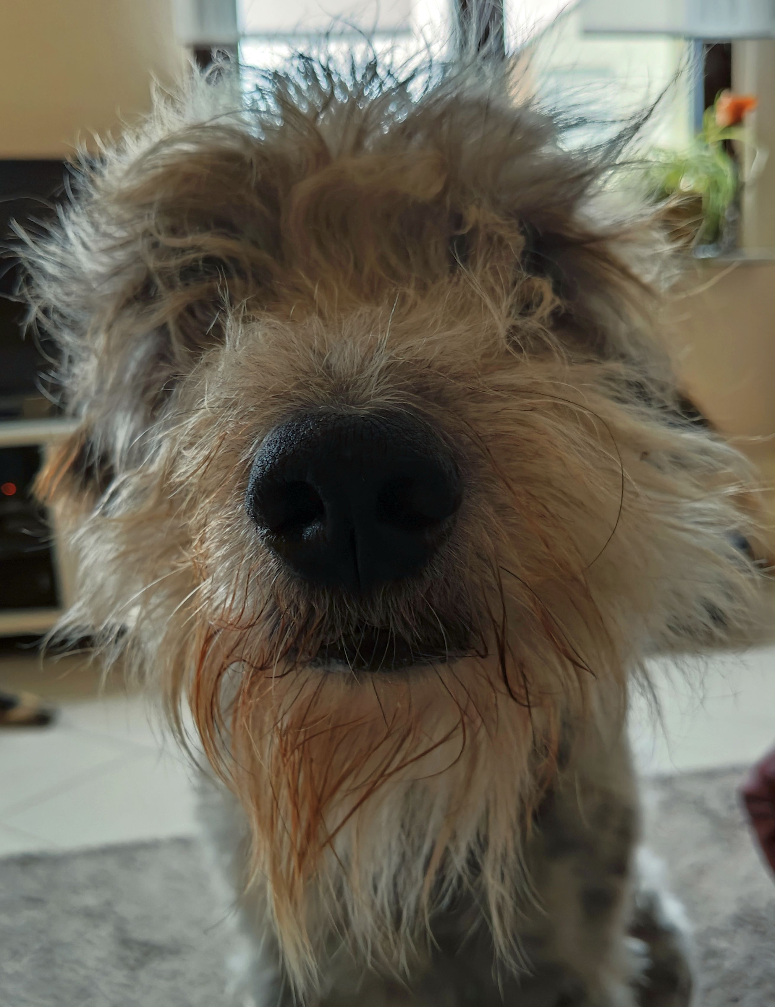 Hannes und Lula