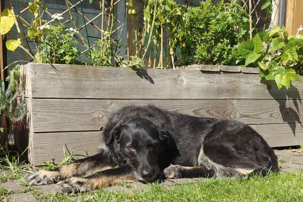 Hannes und Lula