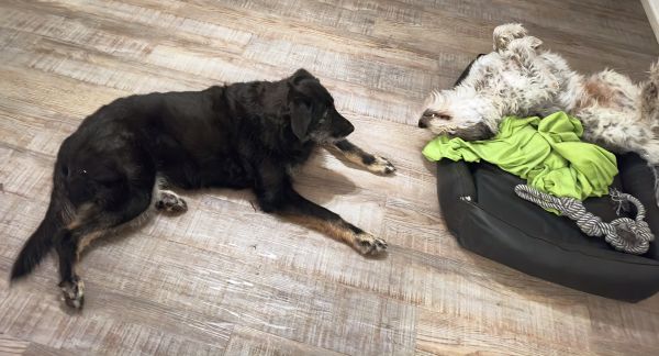 Hannes und Lula auf Texel