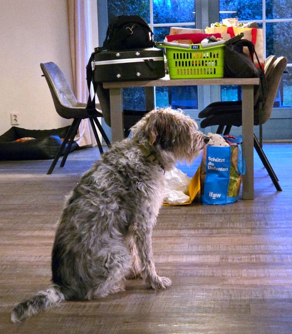 Hannes und Lula auf Texel