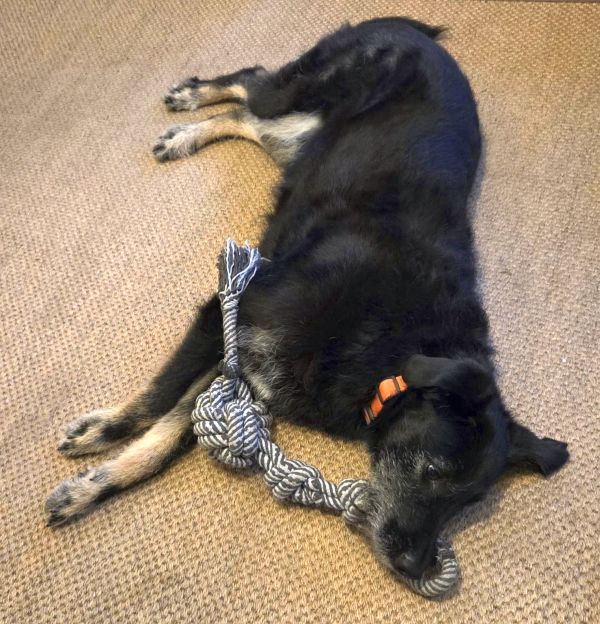 Hannes und Lula auf Texel