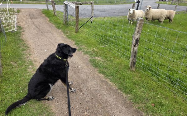 Hannes und Lula