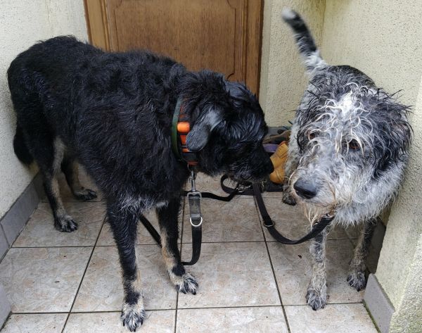 Hannes und Lula