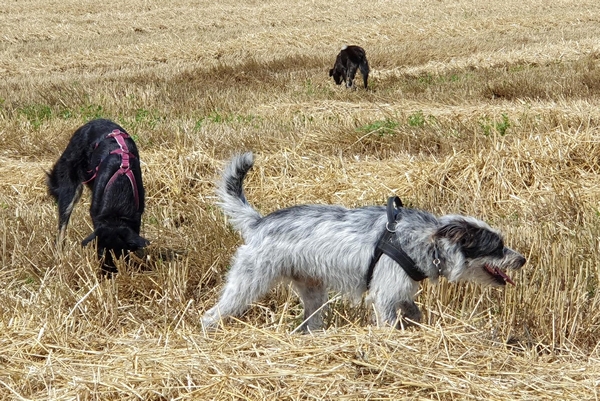 Hannes und Lula