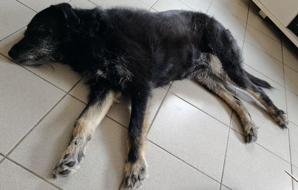 Hannes und/oder Lula