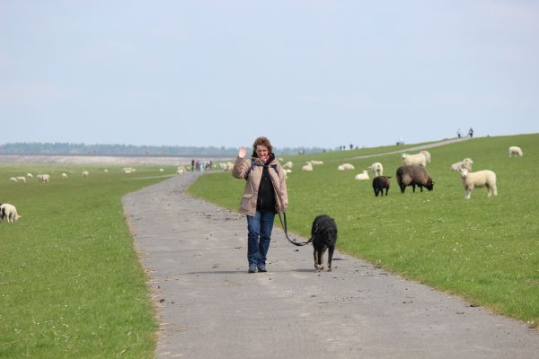 schafe090524