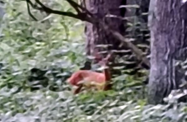 Geschichten von Hannes und Lula Geschichten von Hannes und Lula