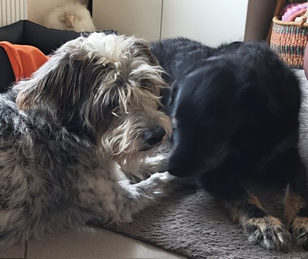 Geschichten von Hannes und Lula Geschichten von Hannes und Lula