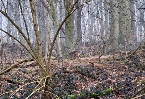 Hannes und Lula Hannes und Lula