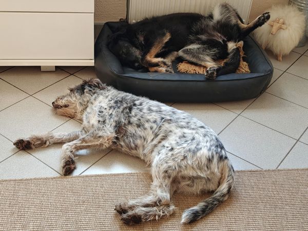 Hannes und Lula Hannes und Lula