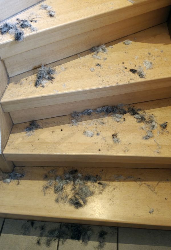 Hannes und Lula Hannes und Lula