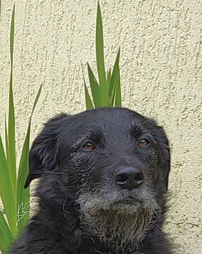 Hannes und Lula Hannes und Lula