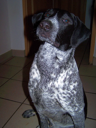 Kalle