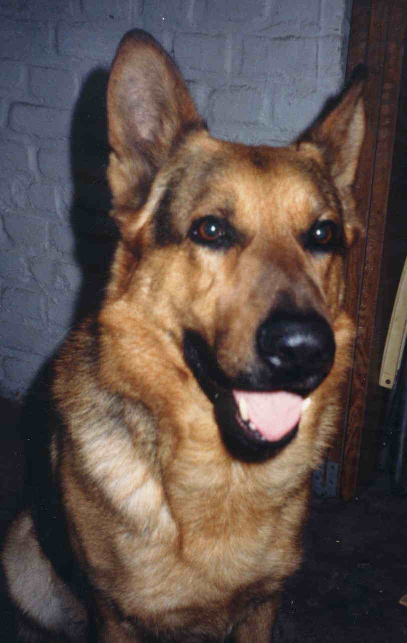 Nimrod