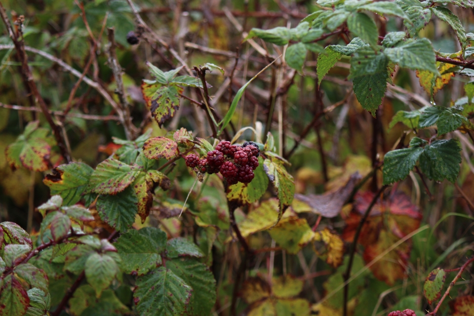 Texel im Herbst 2016