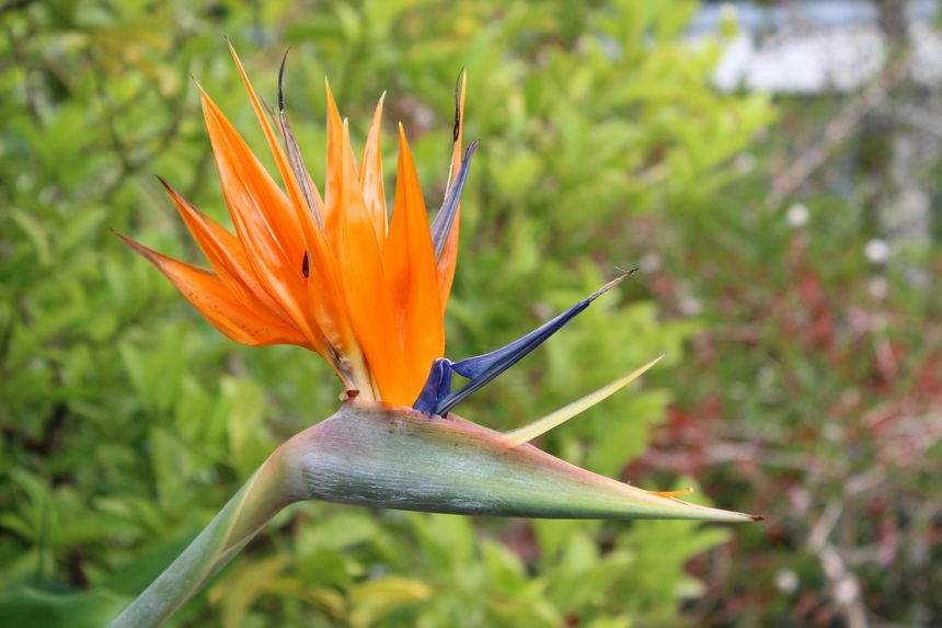 Der Botanische Garten der Ruhr-Universität Bochum