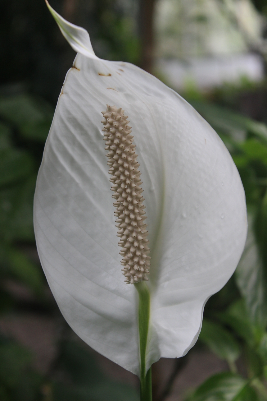 Der Botanische Garten der Ruhr-Universität Bochum